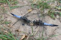 Orthetrum cancellatum