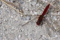 Crocothemis erythraea