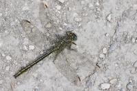 Gomphus pulchellus