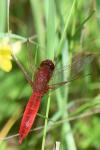 Crocothemis erythraea