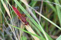 Crocothemis erythraea