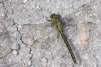 Gomphus pulchellus
