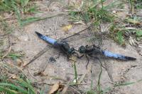 Orthetrum cancellatum