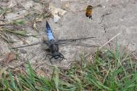 Orthetrum cancellatum