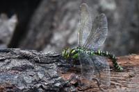 Aeshna cyanea