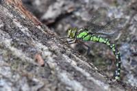 Aeshna cyanea