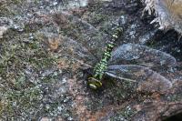 Aeshna cyanea
