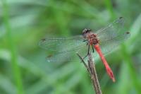 Sympetrum sanguineum
