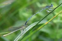 Platycnemis pennipes