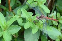 Sympetrum sanguineum