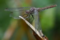 Sympetrum sanguineum