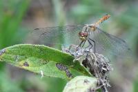 Sympetrum sanguineum