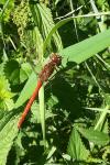 Sympetrum