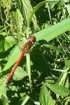 Sympetrum