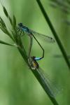 Ischnura elegans