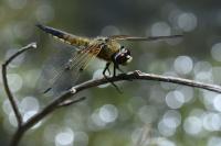 Libellula quadrimaculata