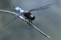 Libellula fulva
