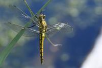 Orthetrum cancellatum