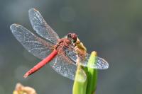 Sympetrum fonscolombii