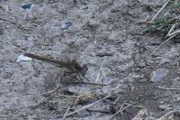 Sympetrum fonscolombii