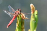 Sympetrum fonscolombii