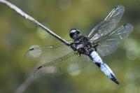 Libellula fulva