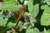 Libellula fulva