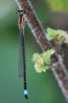 Ischnura elegans
