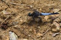 Orthetrum cancellatum