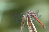 Sympetrum striolatum