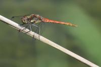 Sympetrum striolatum