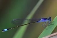 Ischnura elegans
