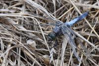 Orthetrum cancellatum