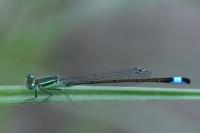 Ischnura elegans