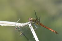 Sympetrum striolatum
