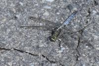 Orthetrum cancellatum