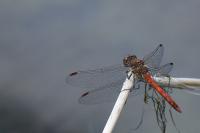 Sympetrum striolatum