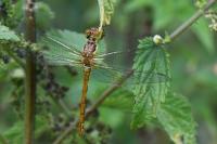 Sympetrum striolatum