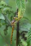 Sympetrum striolatum