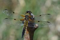 Libellula quadrimaculata