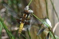 Libellula depressa