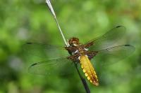 Libellula depressa