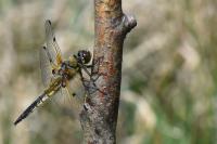 Libellula quadrimaculata