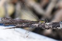 Chalcolestes viridis