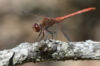 Sympetrum meridionale