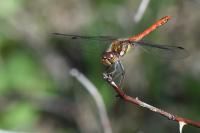 Sympetrum striolatum