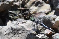 Orthetrum cancellatum