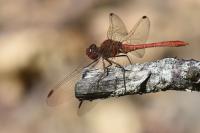 Sympetrum meridionale