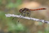 Sympetrum striolatum