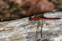 Sympetrum sanguineum